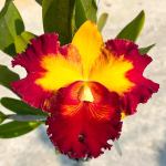 Орхидея ринхолелиокаттлея RLC. GOLF RAINBOW