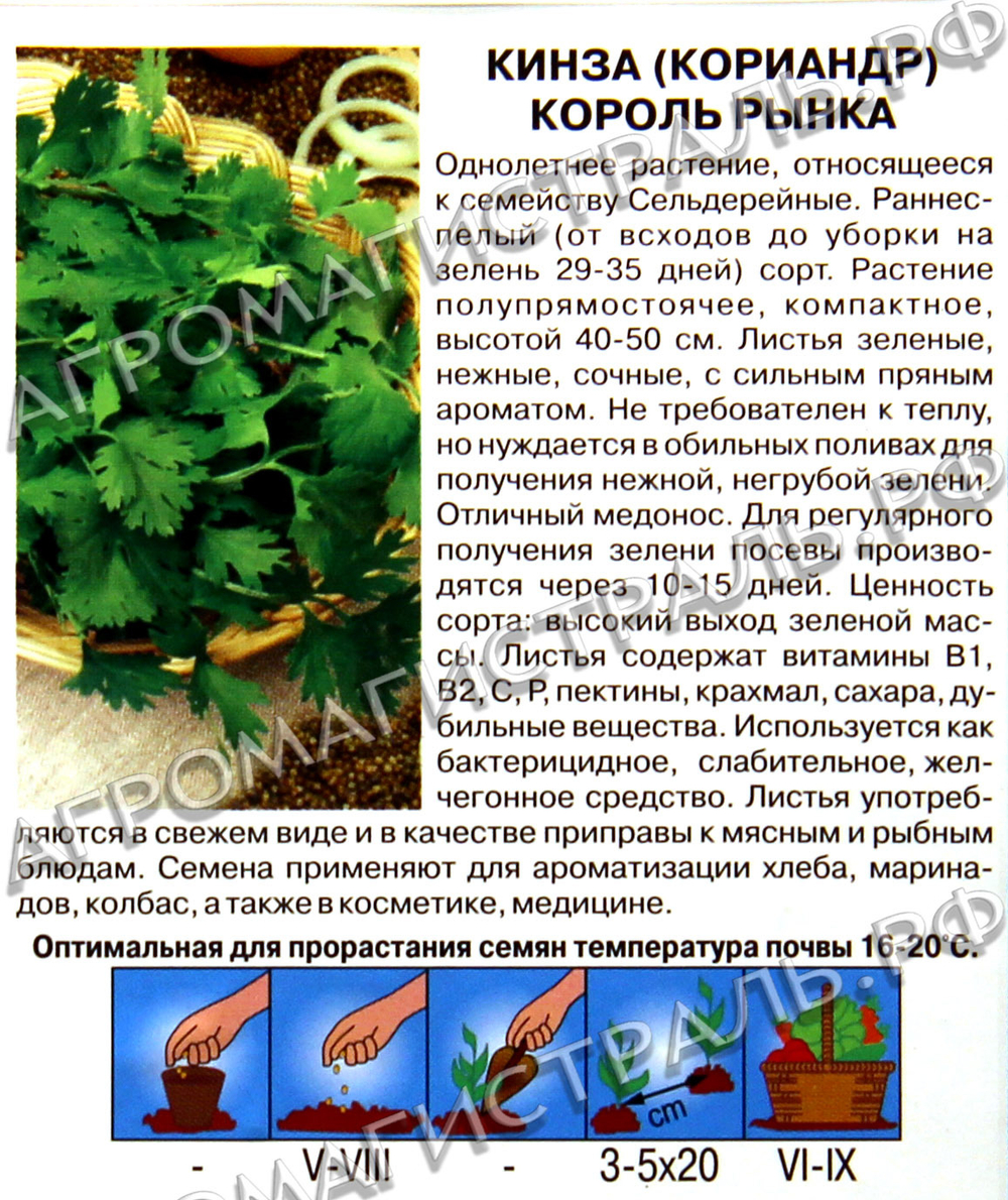 Кориандр кинза Король Рынка Седек Ц