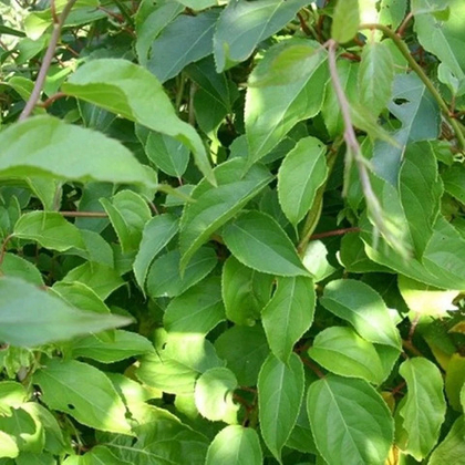 Актинидия аргута мужская Байерн Киви