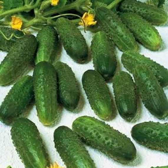 Маринда F1 семена огурца партенокарпического (Seminis / ALEXAGRO) культура