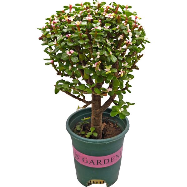 Портулакария Афра вариегата штамб D14 H36