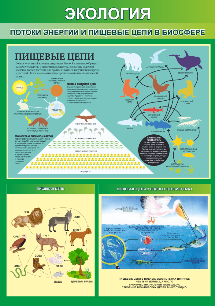 Стенд &quot;Потоки энергии и пищевые цепи в биосфер&quot;