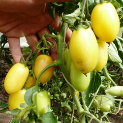 Помидоры — Cream Sausage