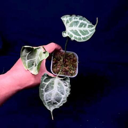 Антуриум RAIJIN x MUCHLIS