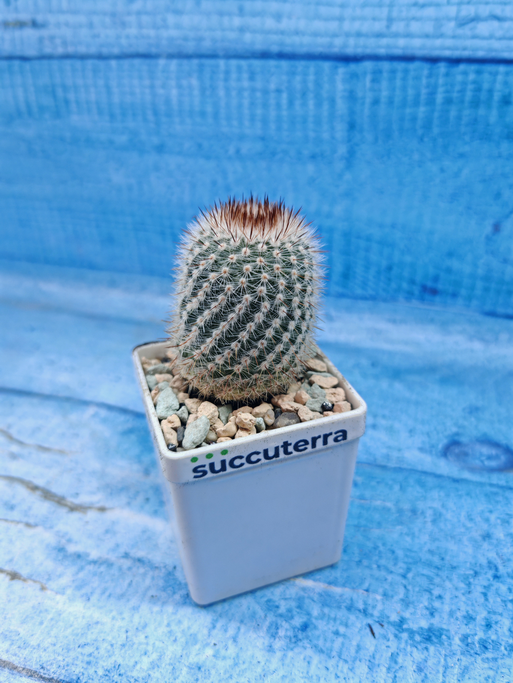 Notocactus Scopa (Нотокактус)