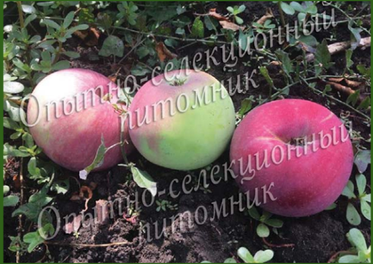 Яблоня колонновидная (карлик М9) Августина