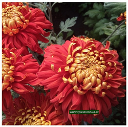 Hanenburg, крупноцветковая хризантема ☘🌻 о.61 (отгрузка Август)