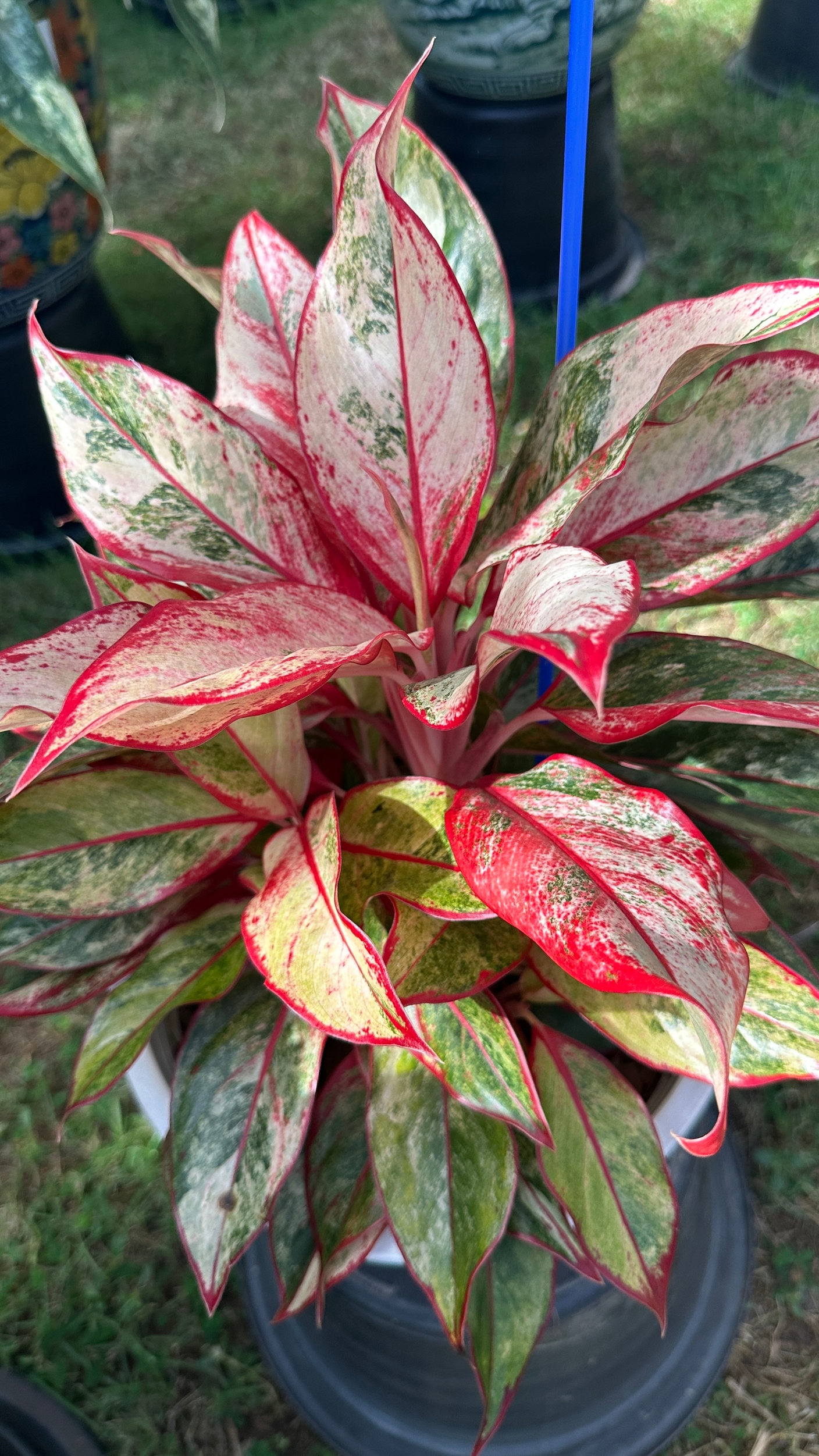 Лучшие цветные аглаонемы на выставке в Бангкоке. Декабрь 2025