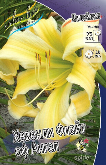 Лилейник Хэвенли Флайт Оф Ангел