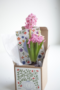 Гиацинт в крафтовой коробочке с открыткой