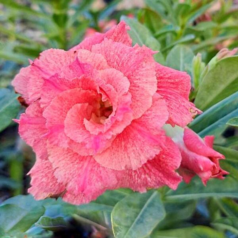 Адениум PINK AN