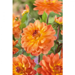 Георгин Грейслэнд (1 шт) Волжский Сад