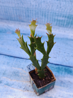 Schlumbergera cv. Thor Wild Cactus Orange (Шлюмбергера)