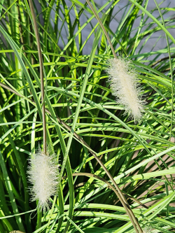 Трава с белыми пушистиками 60см в кашпо