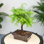 Бонсай Метасеквойя