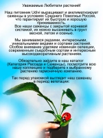 Эхинацея Поллинейшен Оранж Ред многолетняя