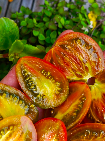 Радужный Джованни сорт томата