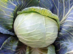 Грандслам F1 семена капусты белокочанной (Sakata / Саката)