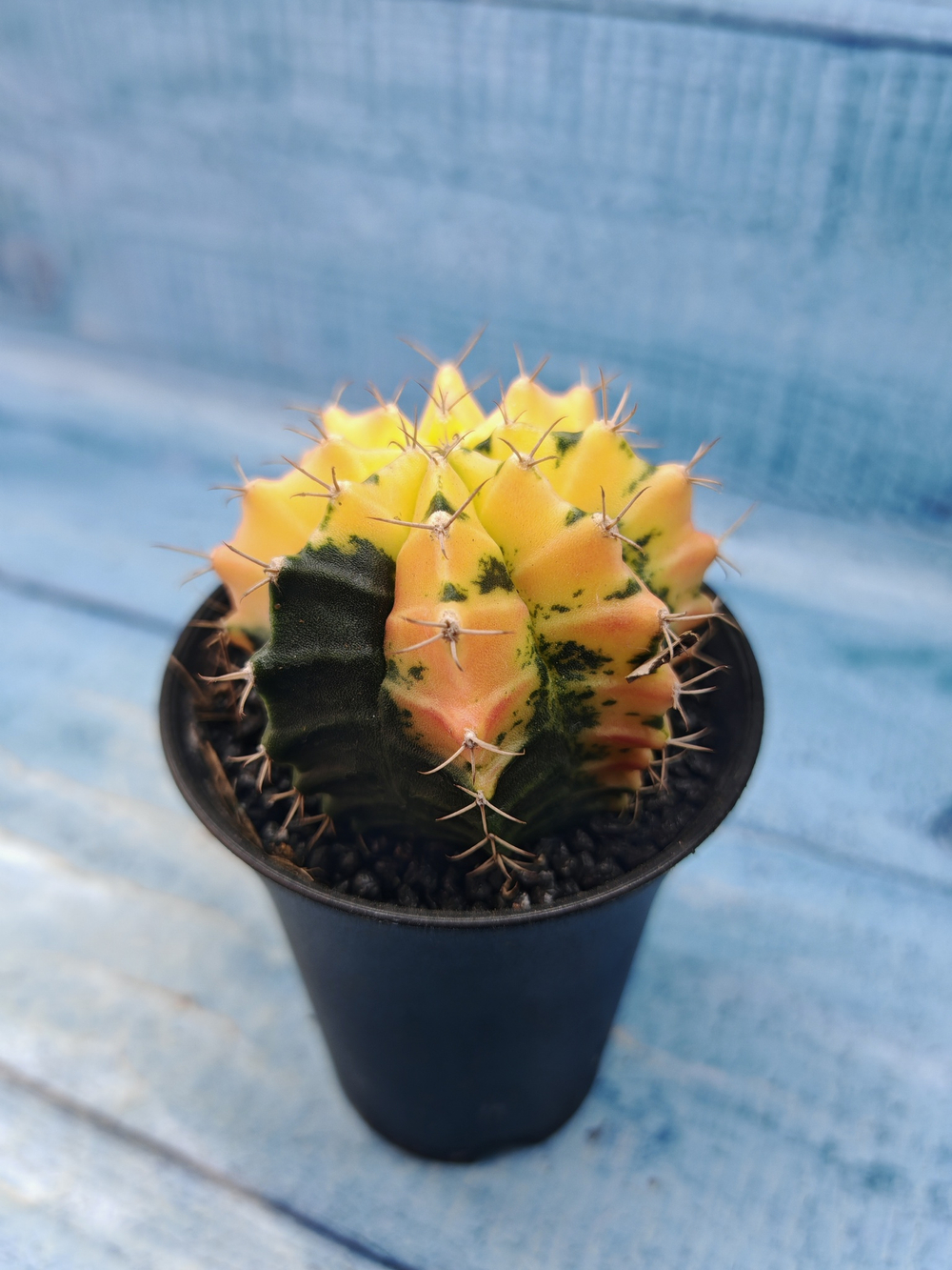 Gymnocalycium Variegata (Гимнокалициум Вариегатный)