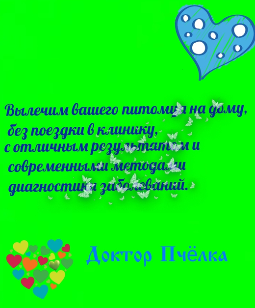 Вылечим вашего питомца на дому