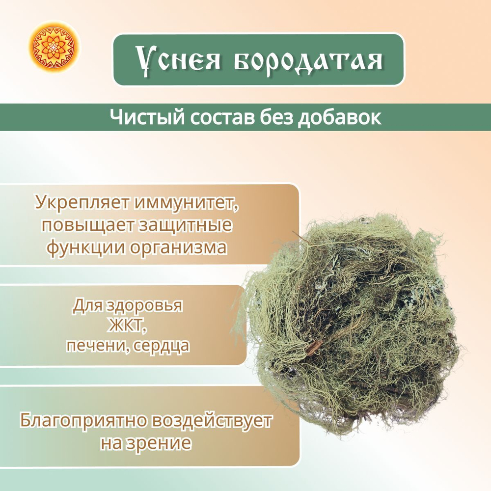 Уснея бородатая. Лишайник.