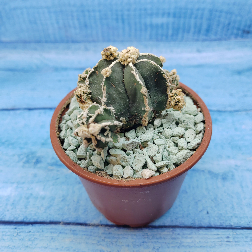 Astrophytum Myriostigma "Hakujo Fukuryu"  (Астрофитум)