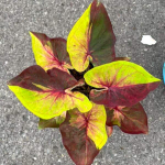 Каладиум PHUTTA KHUN