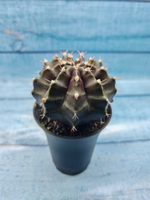 Gymnocalycium Mihanovichii black (Гимнокалициум)