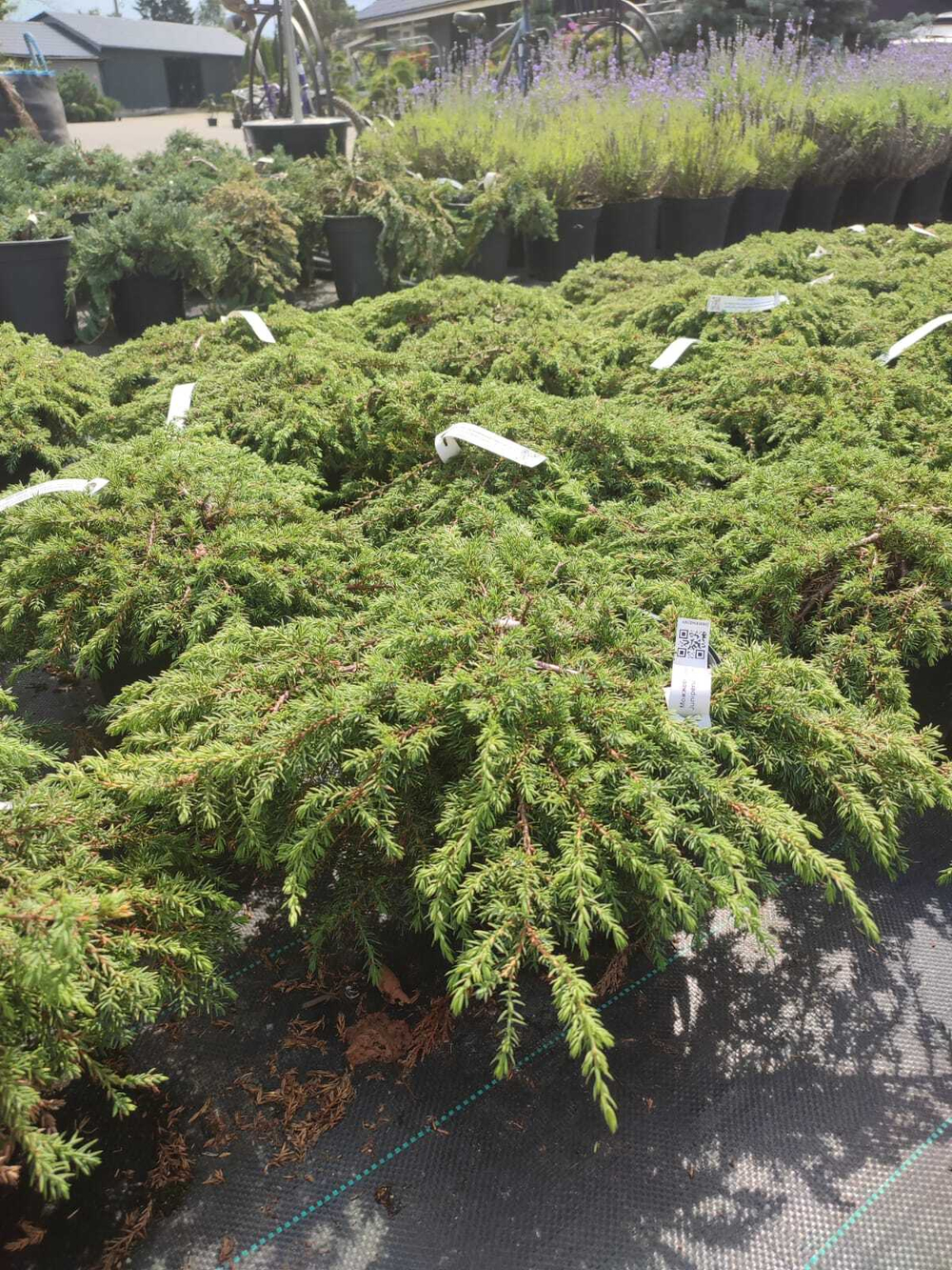 Можжевельник обыкновенный Green Carpet