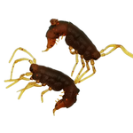 Рыболовные, силиконовые приманки. Рачки мормыш RuBaits Shrimp креветка. Набор для рыбалки на щуку, судака, окуня, форель. Зимняя рыбалка, микроджиг.