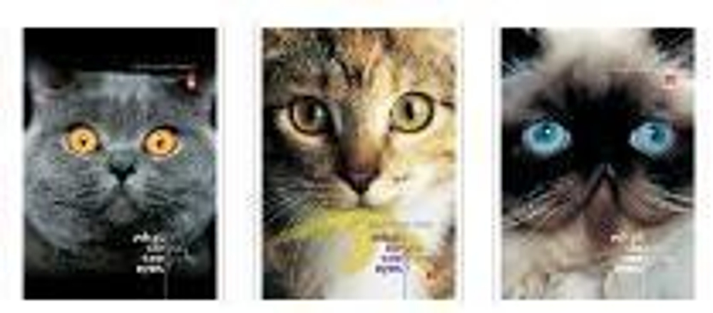 Блокнот А7 40л. клетка, на скрепке "Кошачий взгляд" 3 вида (Альт)