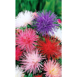 Семена Астра игольчатая Гигантские лучи (УД) Е/П