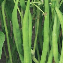 ВЕРДИГОН семена фасоли (Syngenta | Alexagro)