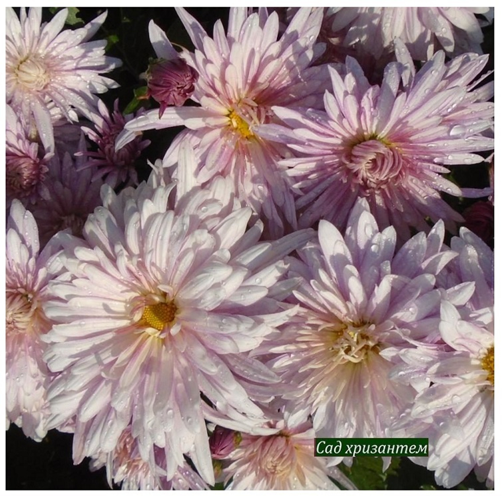 Корейская хризантема Перо  ☘ з.97  (отгрузка Май)