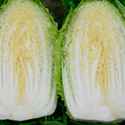 Юки F1 семена капусты пекинской (Sakata / Саката)