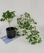 Шеффлера 1+1 / Арт 4240