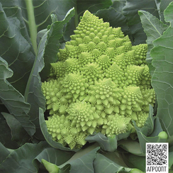 Вероника F1 семена капусты цветной (Bejo / Бейо)
