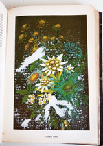 "Эволюция мира. Werden und vergehen. Том 2". Карус Штерне. 1909 г.