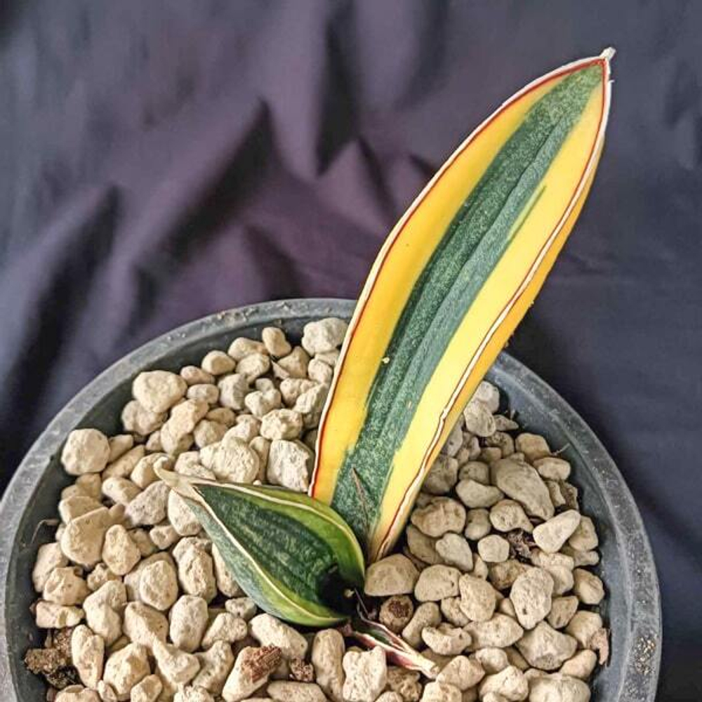 Сансевиерия HALLII BLUE BAT VAR