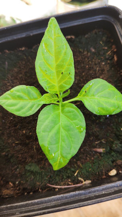 Семена Carolina Reaper