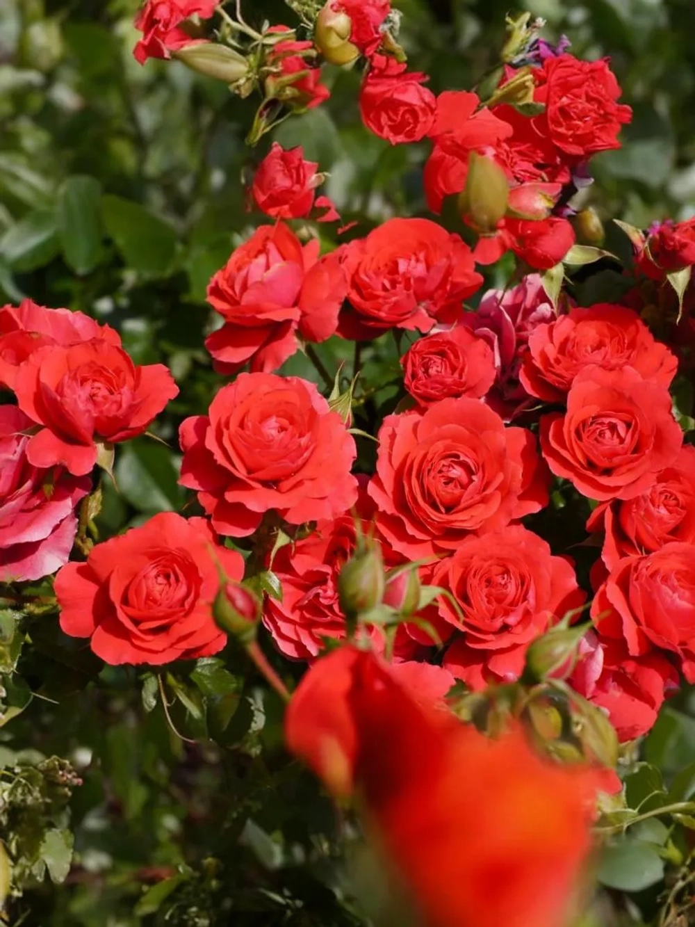 Роза флорибунда Черри Гёрл