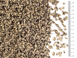 740003 Чай зеленый  "Сэнчжун, Дань Я Сюэ Ло (Снежная Улитка, отдельная почка)" №240