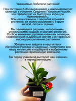 Остеоспермум Розовая ложка Маргариты вегетативный