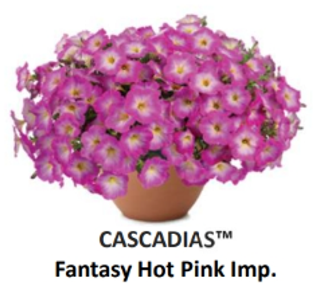 ЕВРО Петуния CASCADIAS Fantasy Hot Pink Imp. ЕВРО укорененный черенок СЕРЕДИНА НОЯБРЯ поставка 1