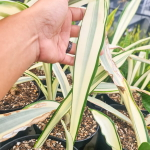 Сансевиерия BEAUTY QUEEN