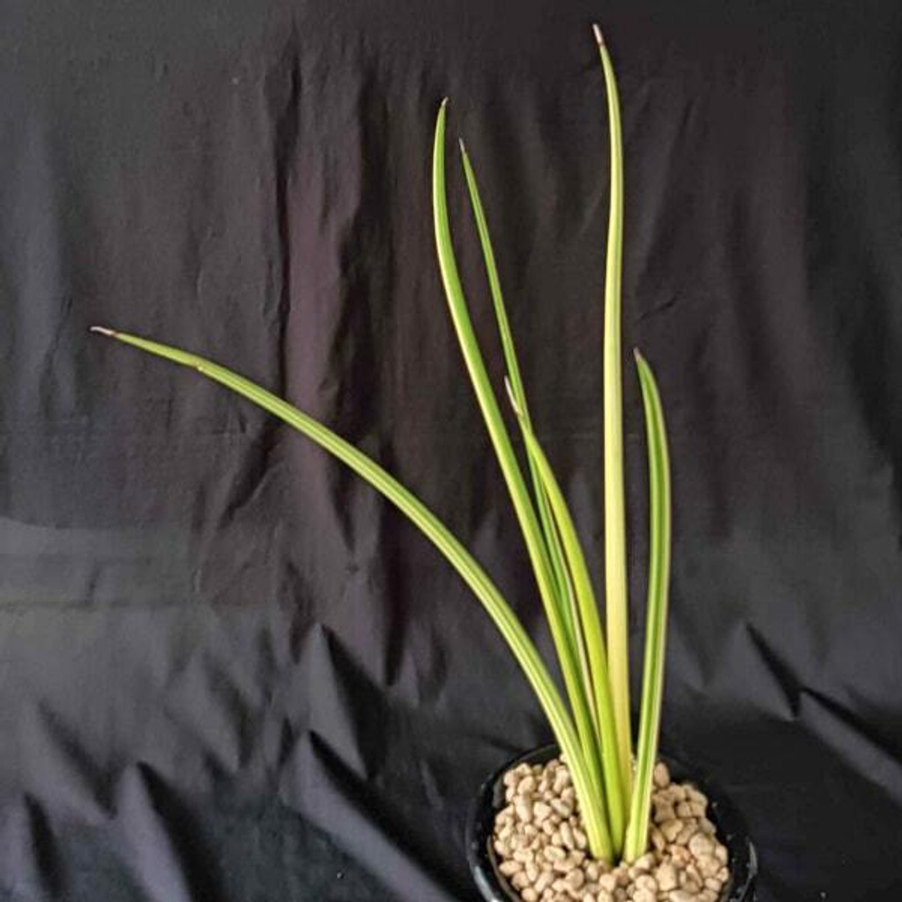 Сансевиерия CANARICULATA DWARF VAR