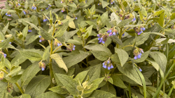 Окопник лекарственный, гидролат травы