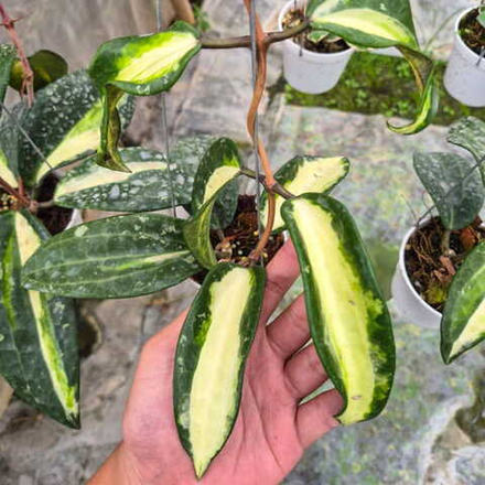 Хойя LATIFOLIA QUEENSY