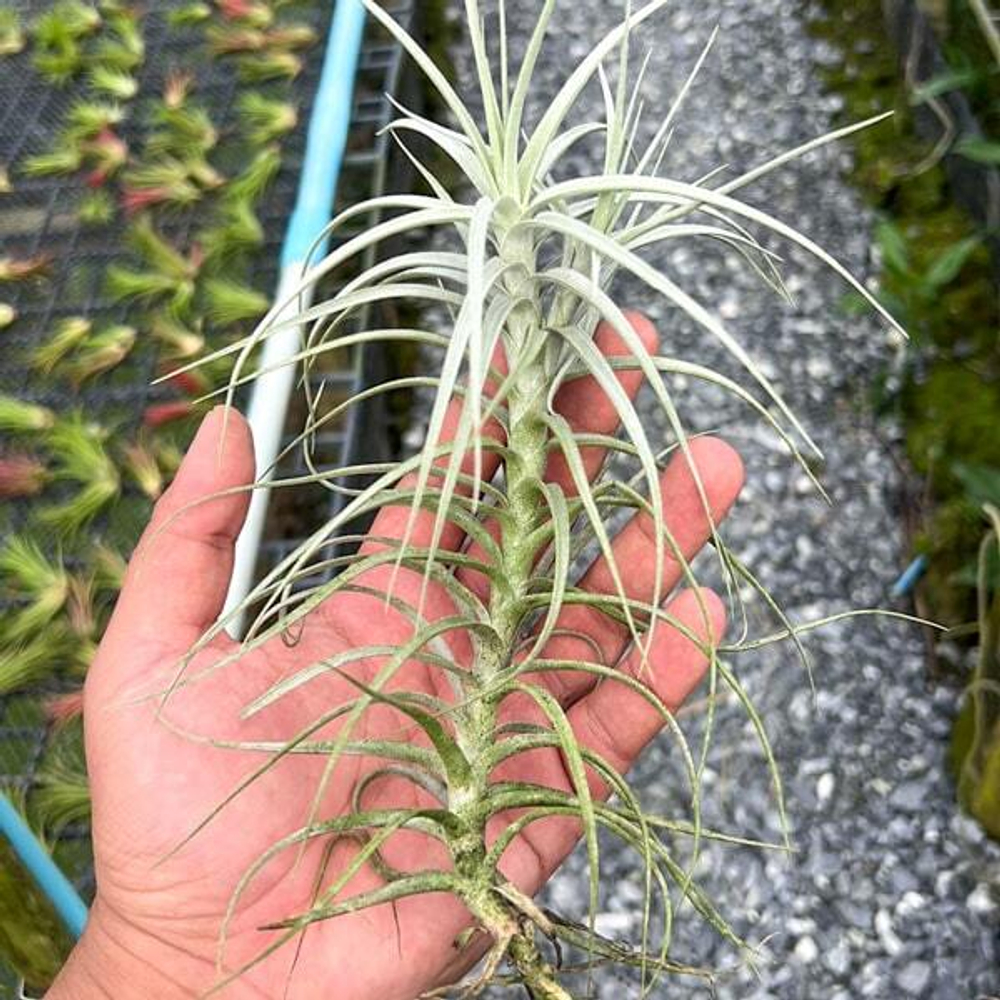 Тилландсия SWEET ISABEL (tectorum x paleacea)